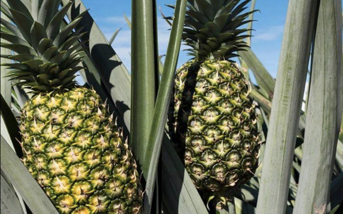 Del Monte Pineapples